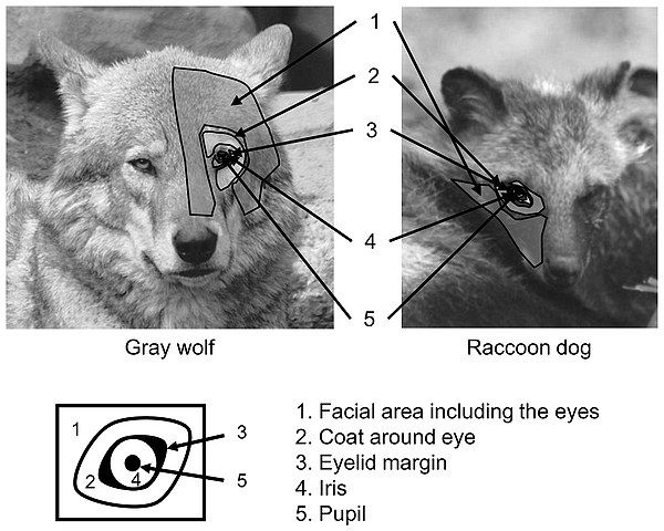 dog communicating through eyes