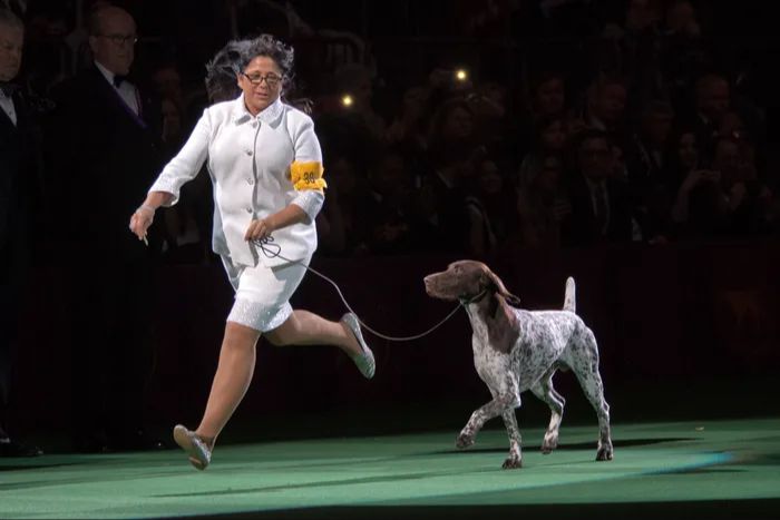 dog competing in the best in show ring at a dog show