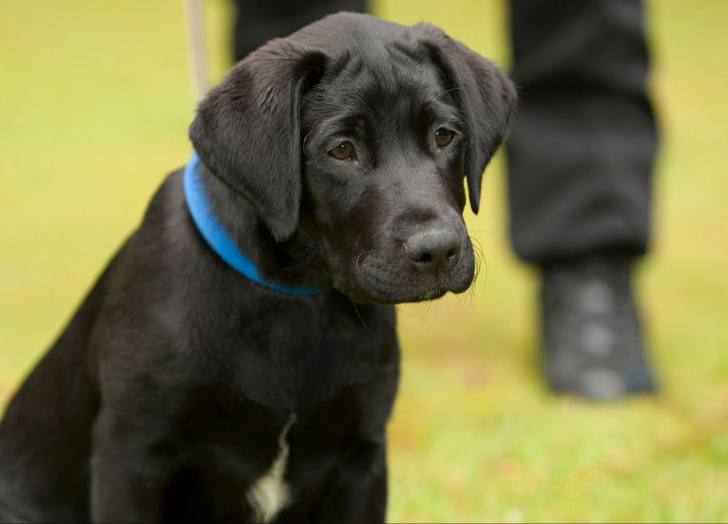 dog concentrating hard