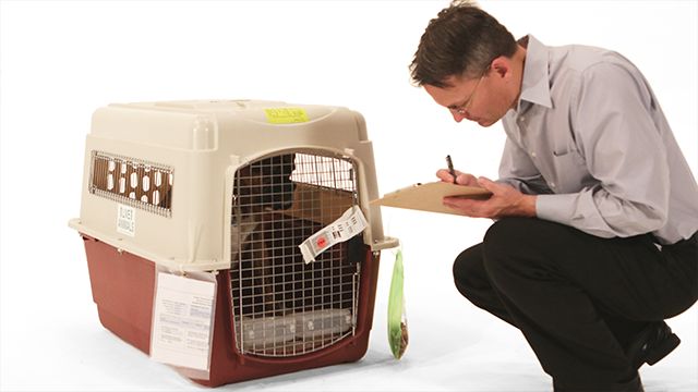 dog crating regulations