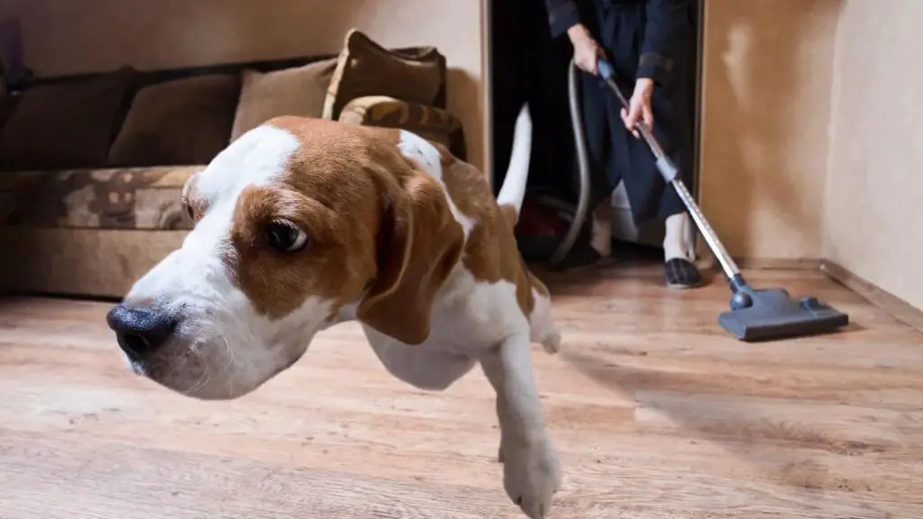 dog cringing away from a vacuum cleaner emitting a high pitched sound.