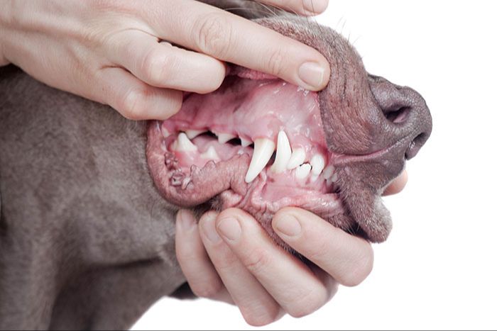 dog dental exam by veterinarian