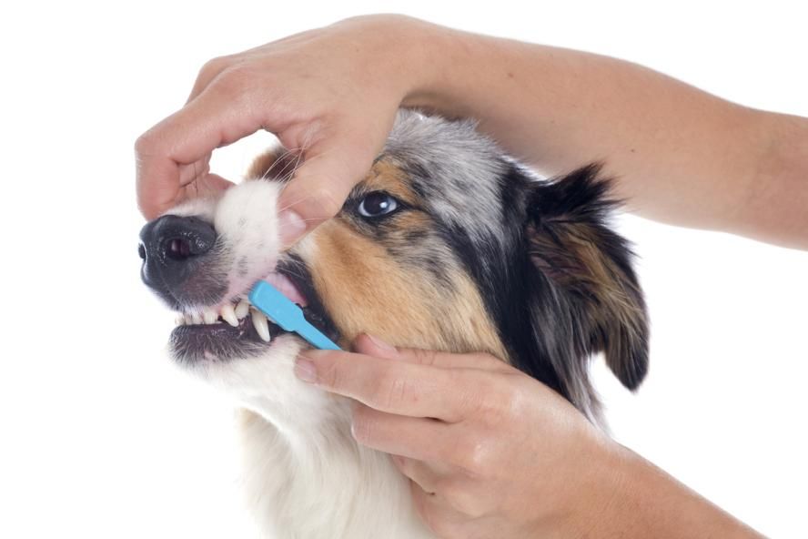 dog dental health