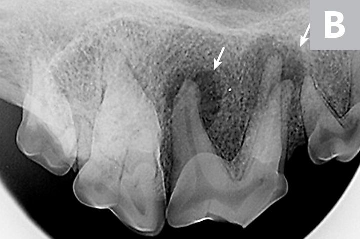 dog dental xray showing complicated fourth premolar root