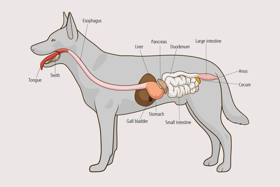 dog digestive system