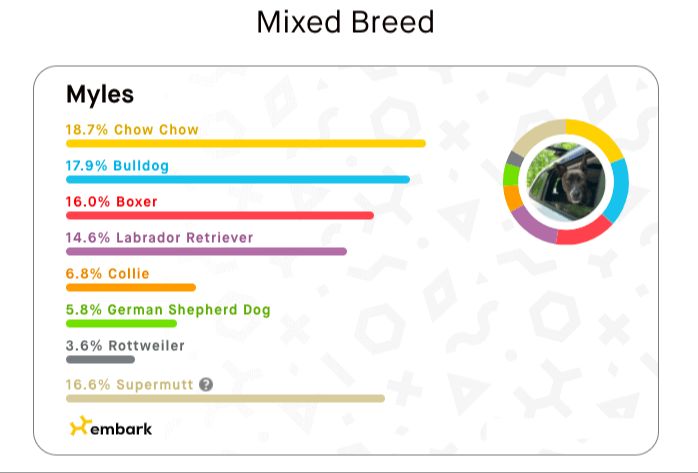 dog dna test results report