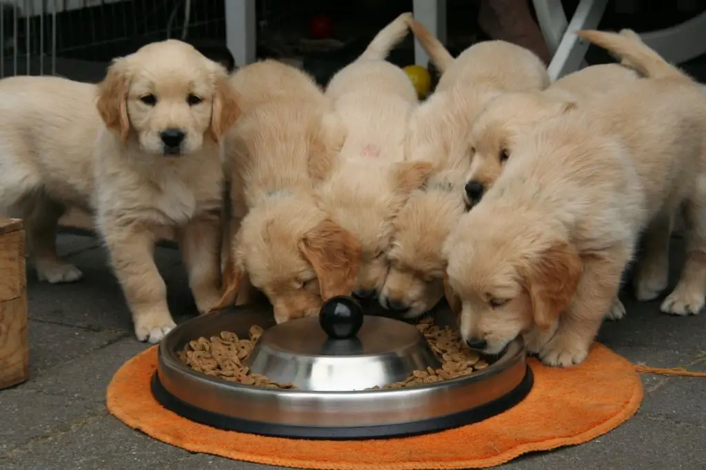 dog drinking from a bowl with dog rocks