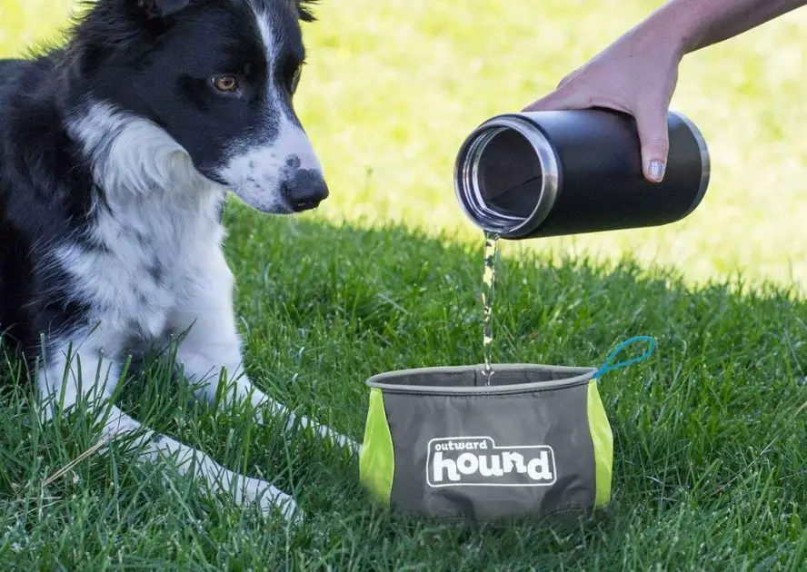 dog drinking water from collapsible bowl in backpack