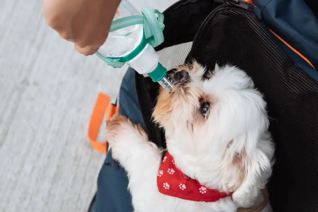 dog drinking water to avoid dehydration with backpack