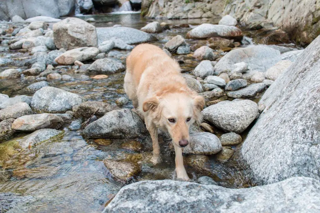 dog drinking water with rocks