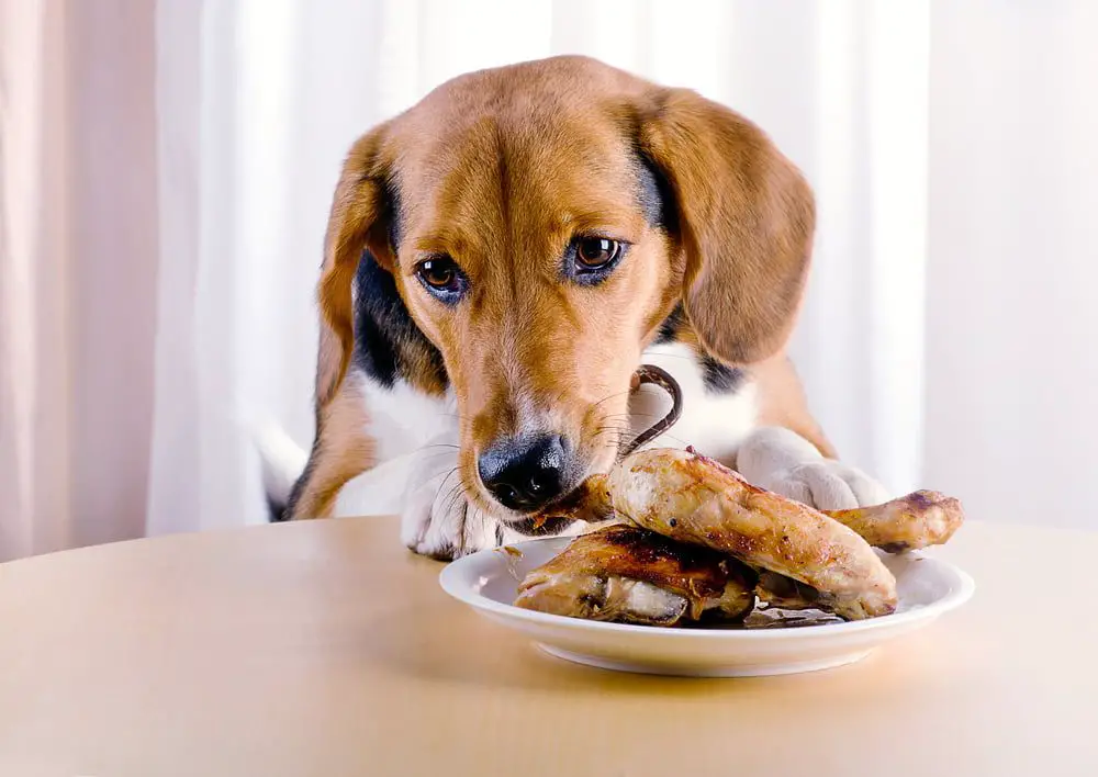 dog eating chicken breast from bowl