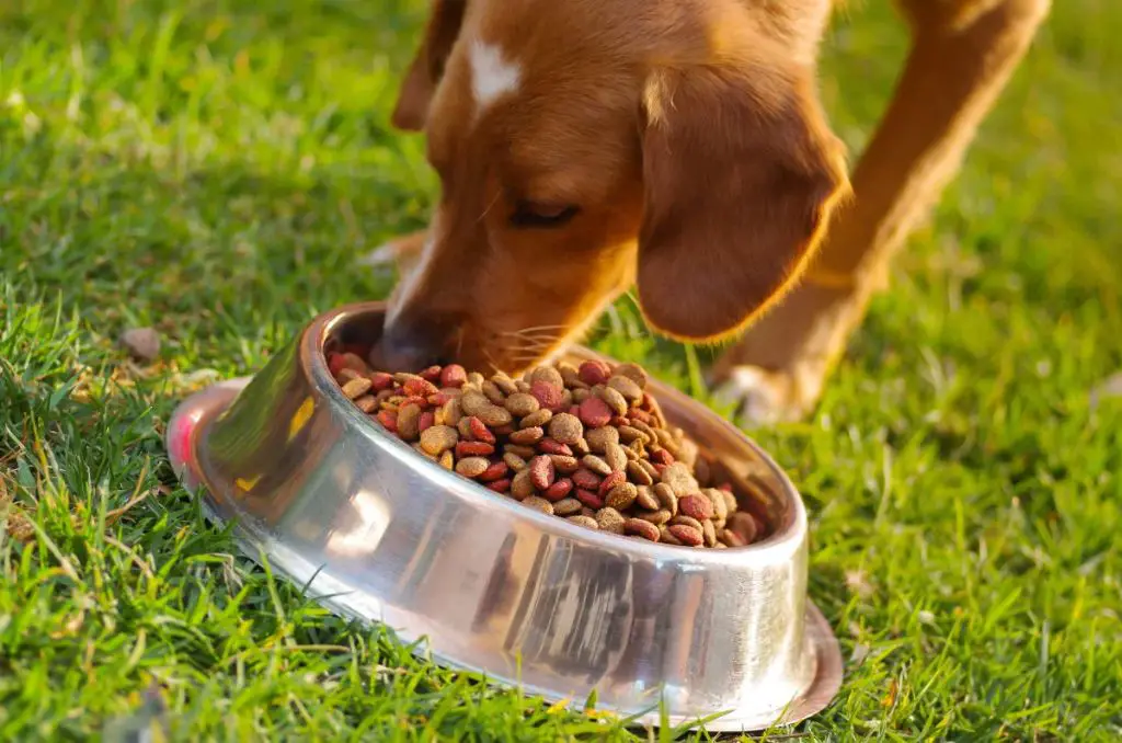 dog eating from a bowl of commercial kibble