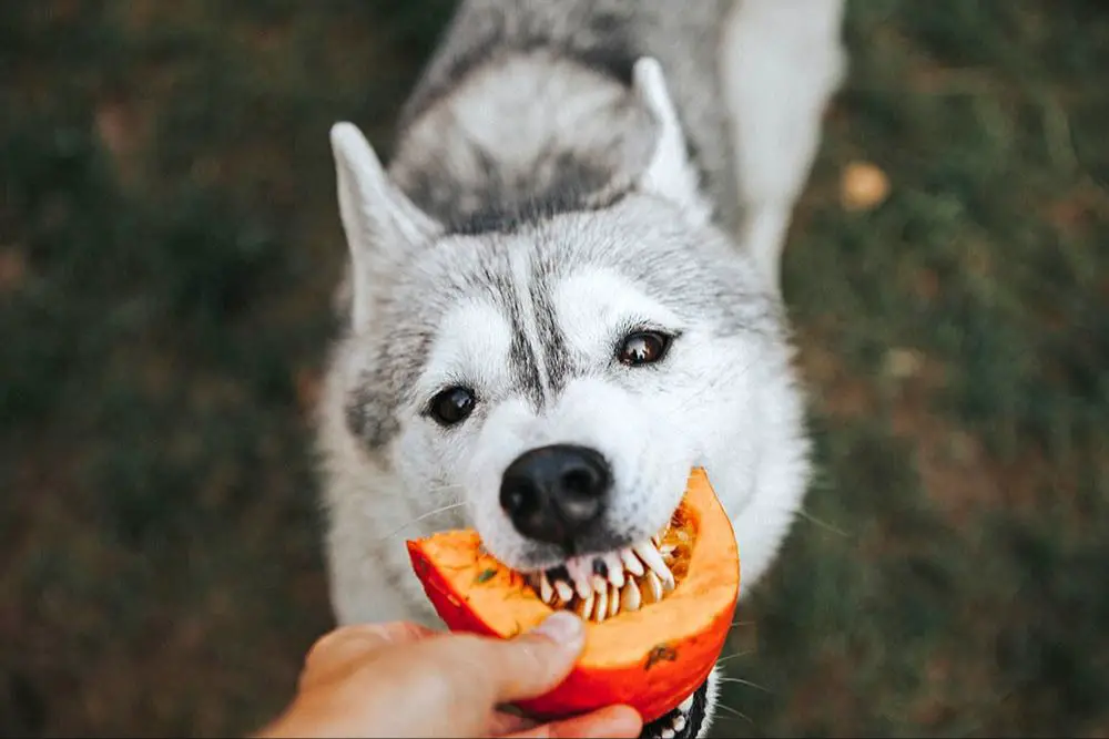 dog eating pumpkin seeds