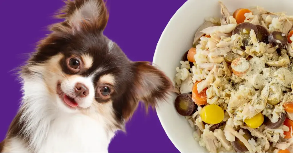 dog eating rice and chicken