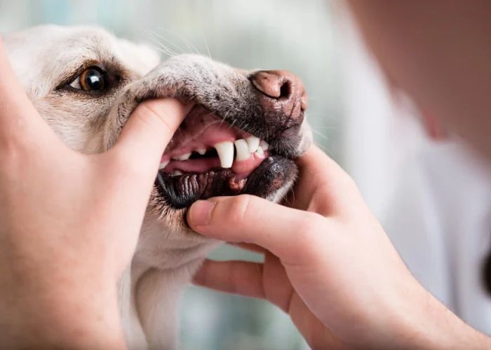 dog eating soft food after dental surgery