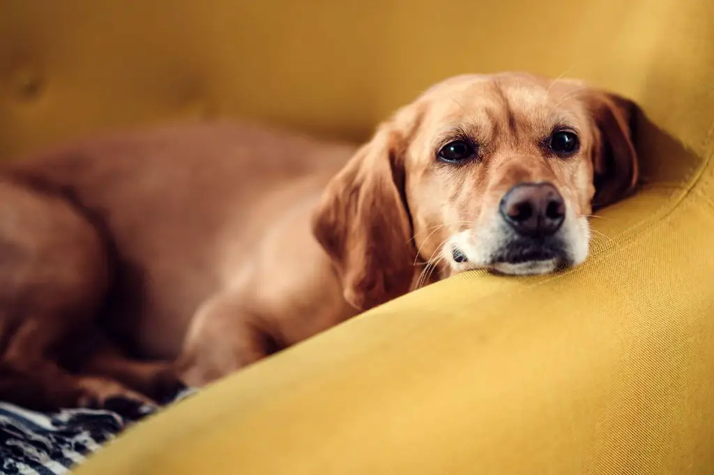 dog eating something toxic