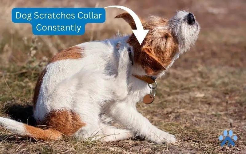 dog excessively scratching at e-collar