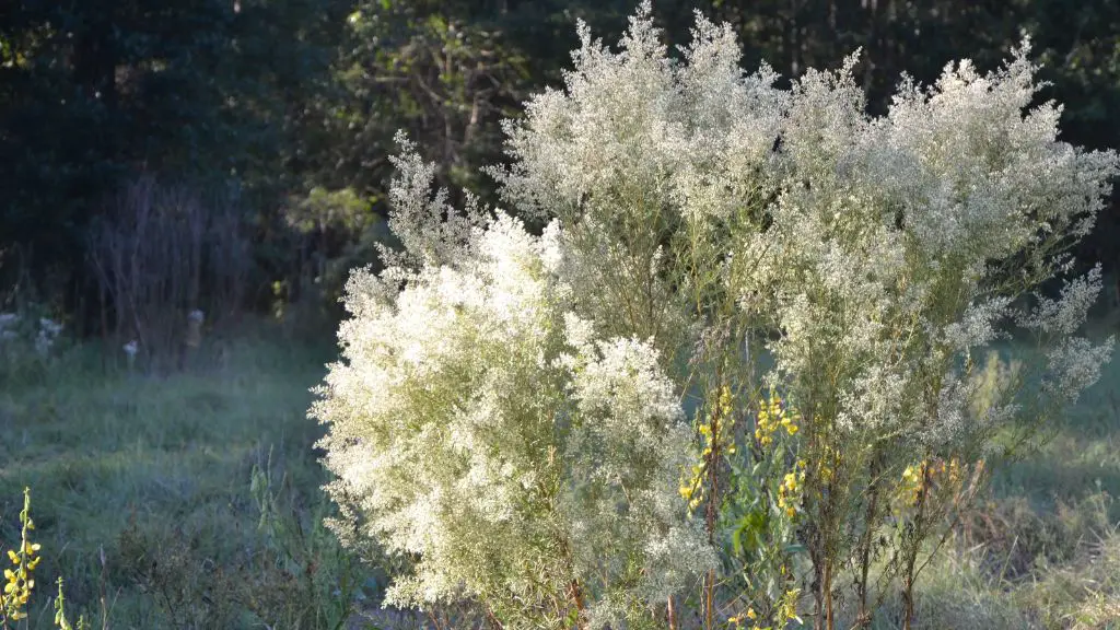 dog fennel plant with small white flowers