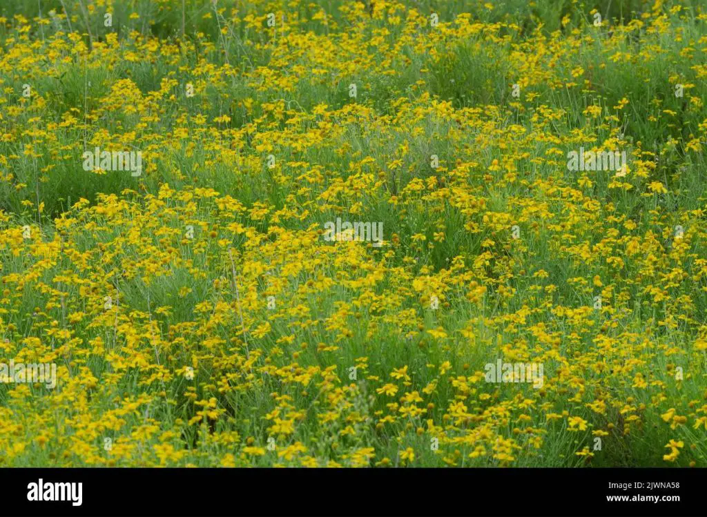 dog fennel plant with yellow flowers