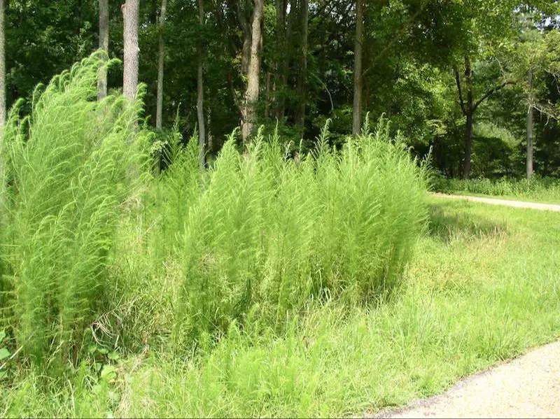 dog fennel plants growing along a road