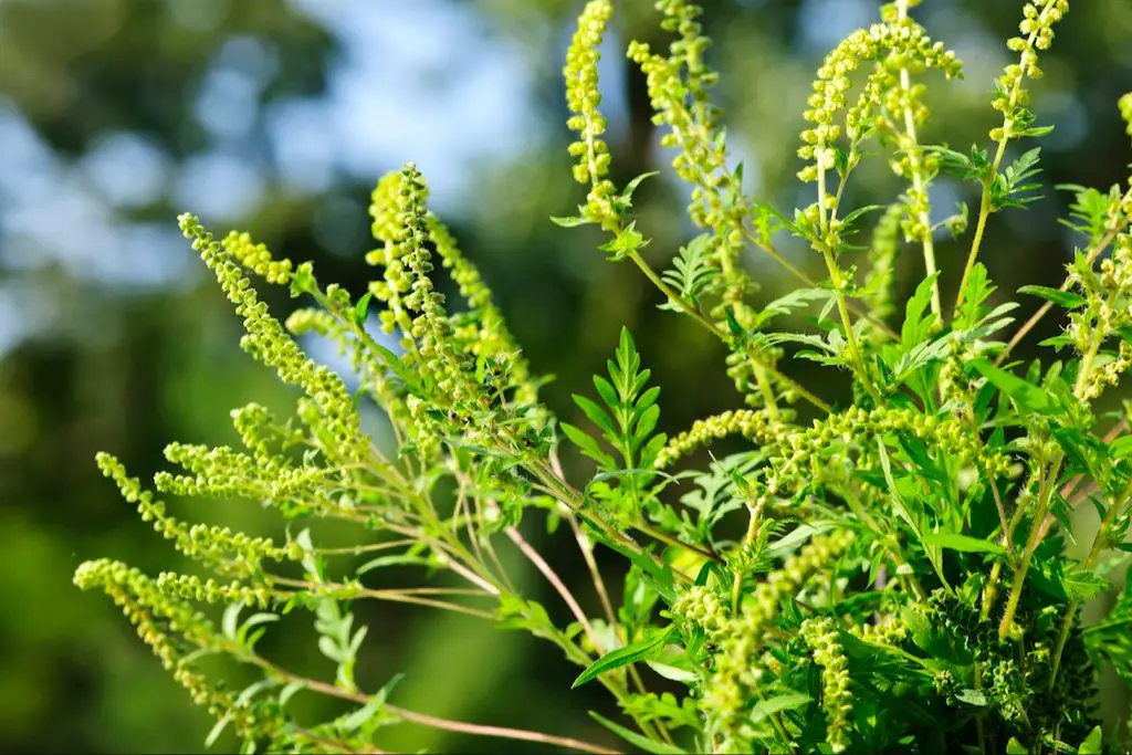 dog fennel pollen is a common allergen