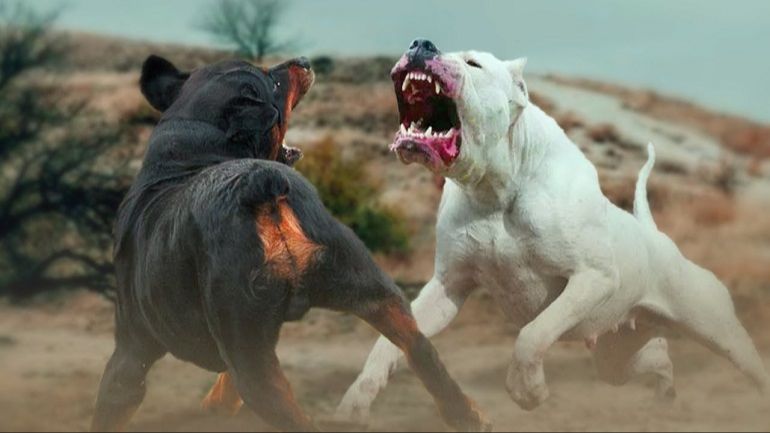 dog fighting carries heavy penalties such as fines and jail time.