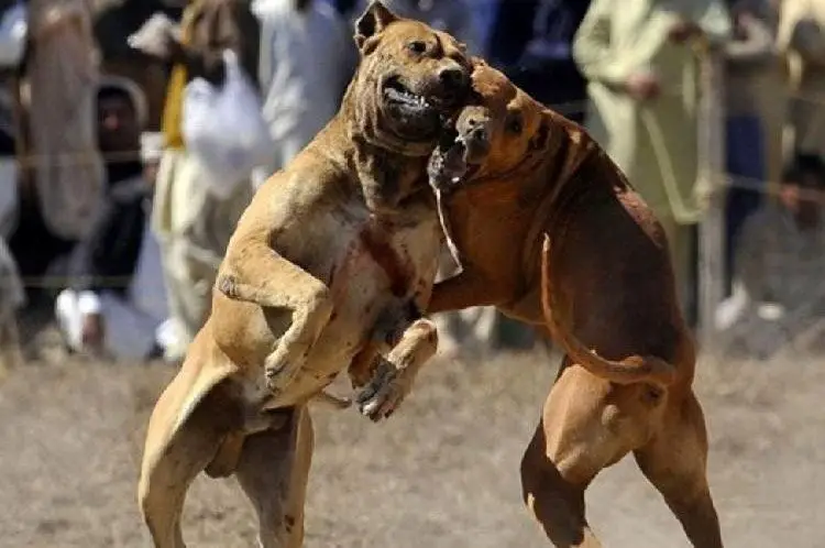 dog fighting is a serious crime with harsh penalties