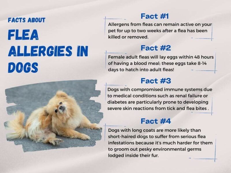 dog flea infection risk factors