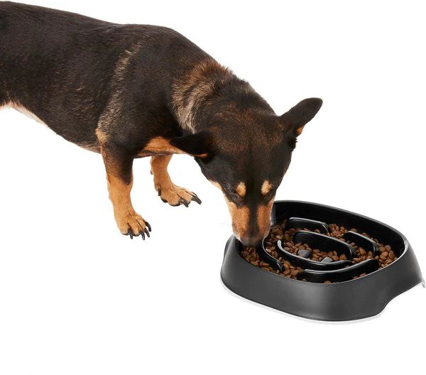 dog food bowl