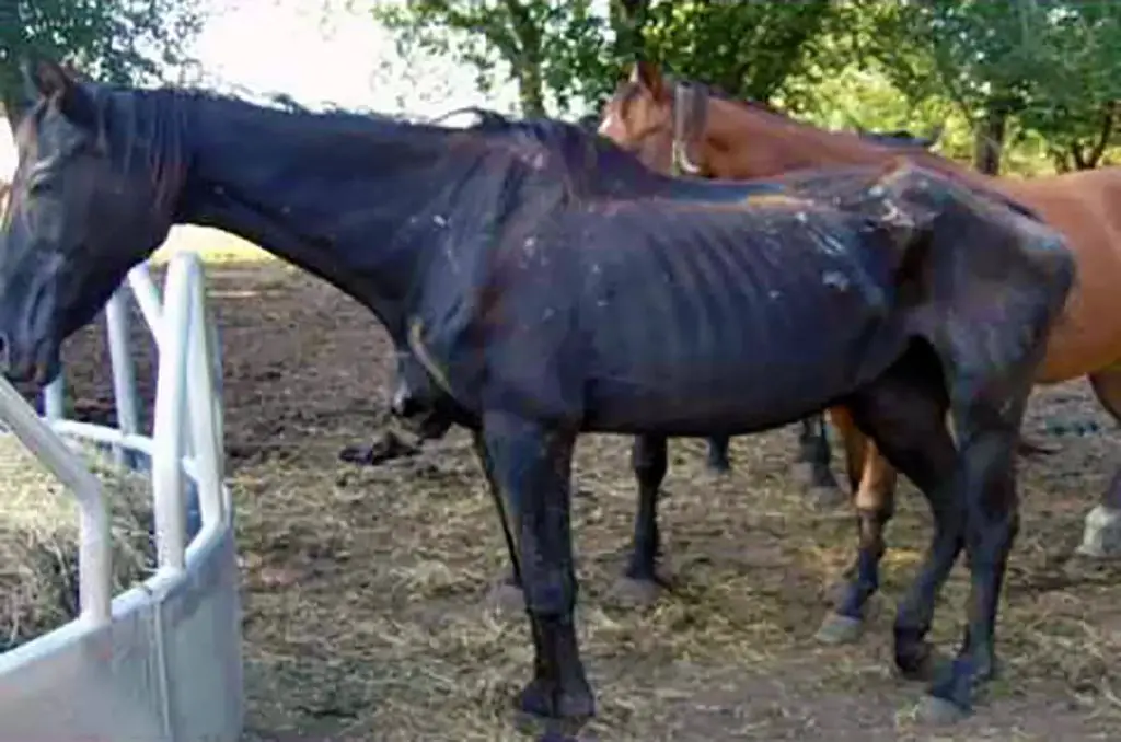 dog food factory no longer using horse meat