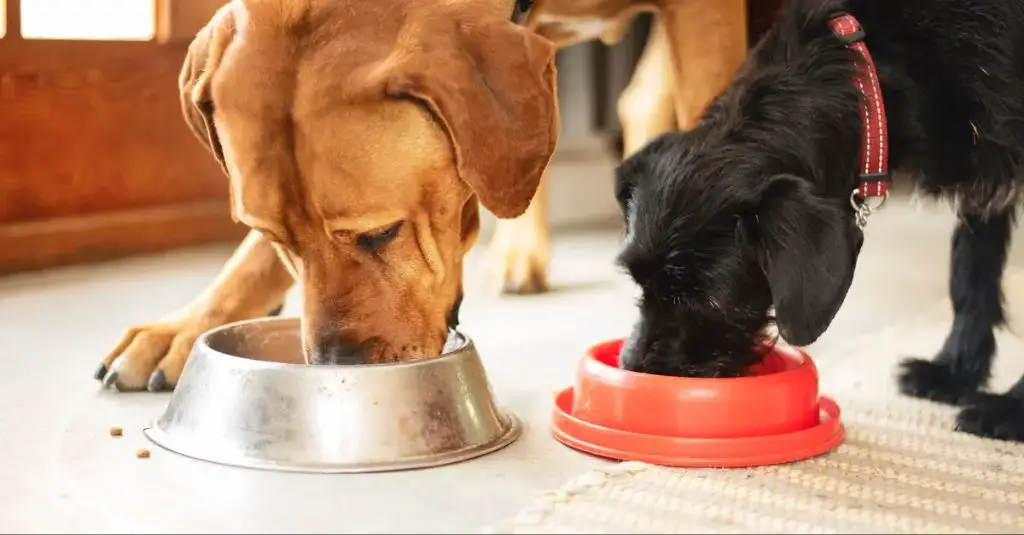 dog food in a bowl marked 'not for human consumption'