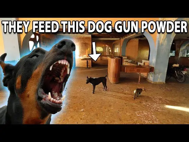 dog food mixed with gunpowder