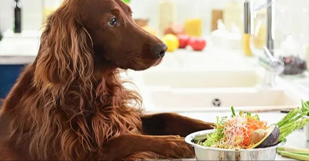 dog foods with low quality meat meals