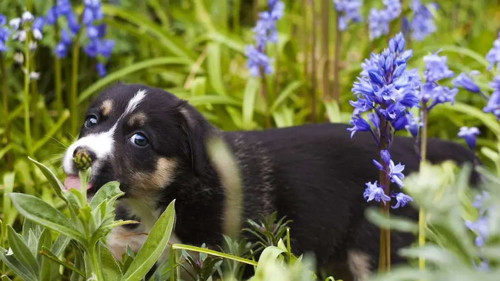 dog foraging plants