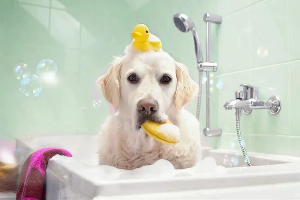 dog getting a bath with shampoo