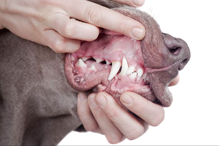 dog getting dental exam