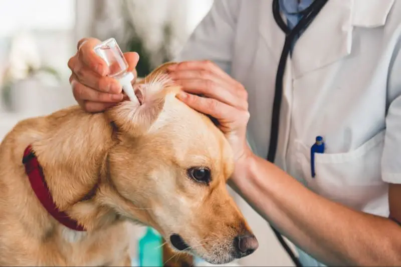 dog getting ear drops