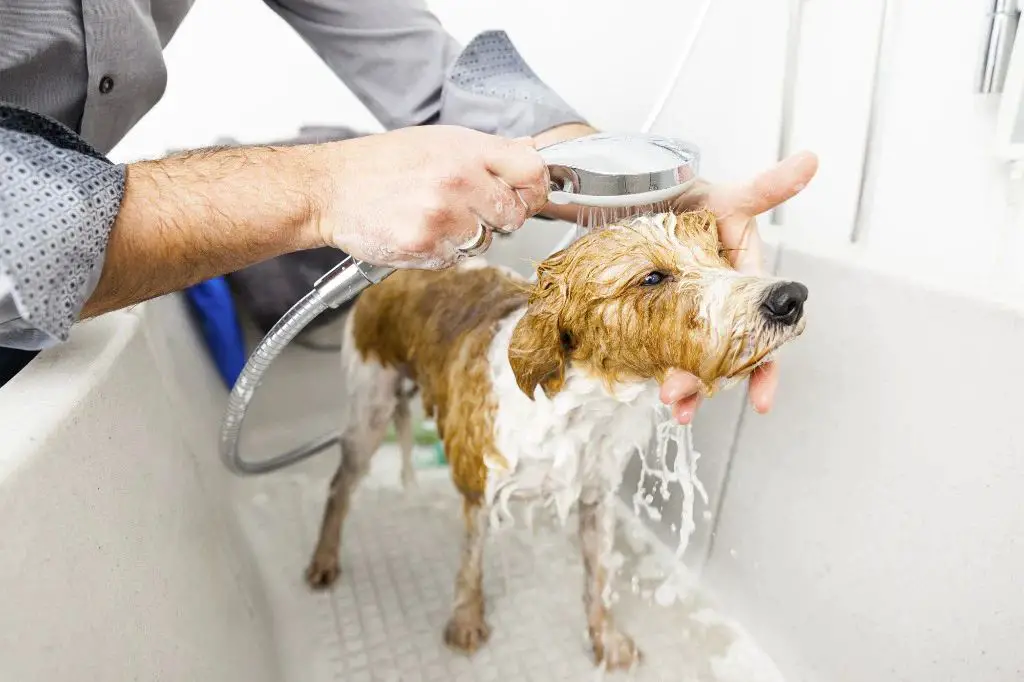 dog getting groomed in a tub