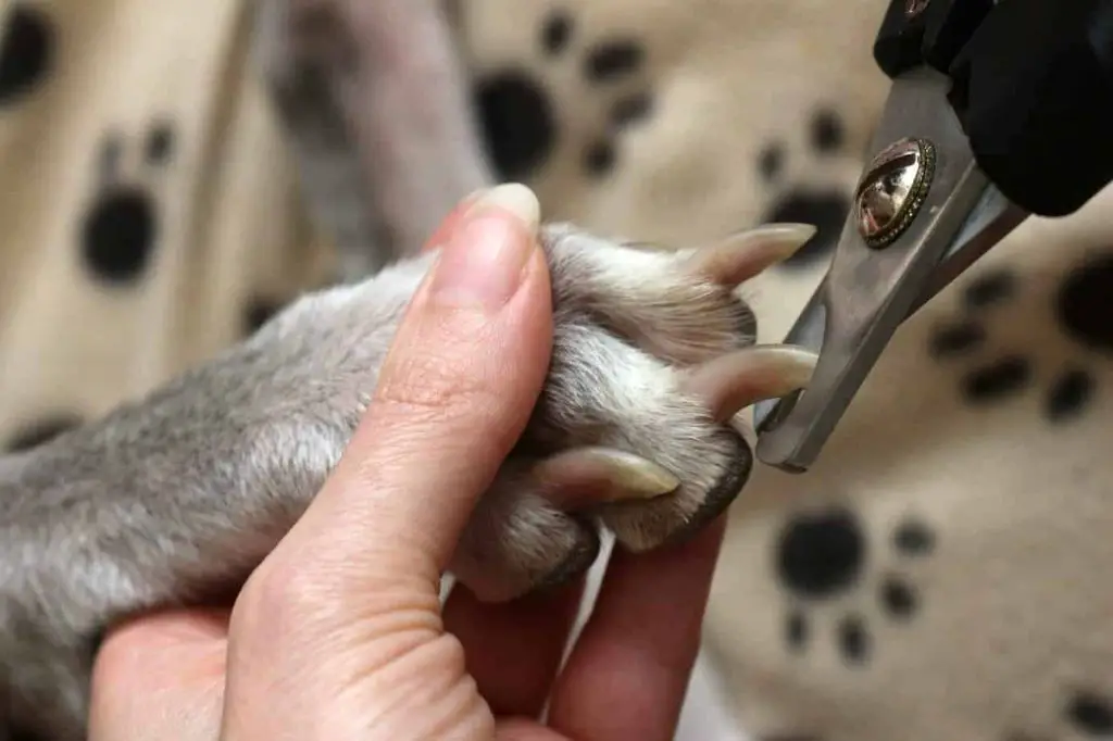 dog getting nails trimmed with clippers