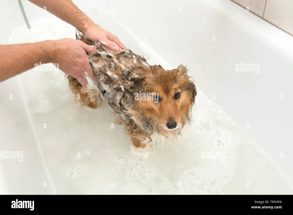 dog getting washed at groomer's