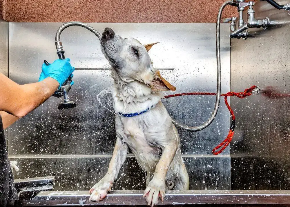 dog groomer bathing a dog