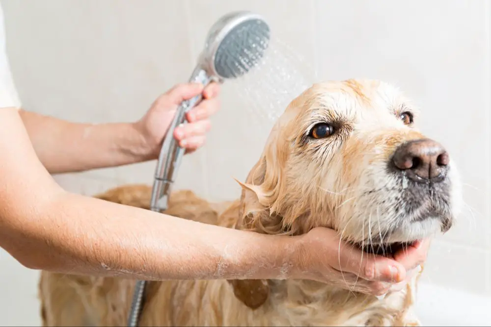 dog groomer brushing a wet dog