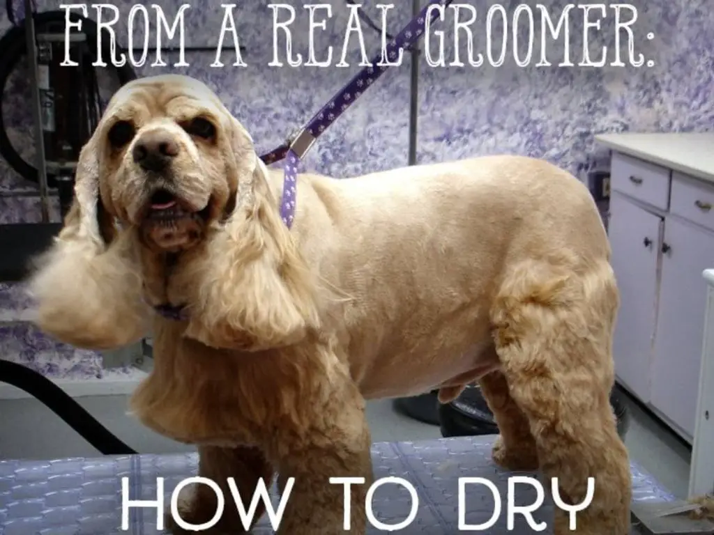 dog groomer drying a small dog