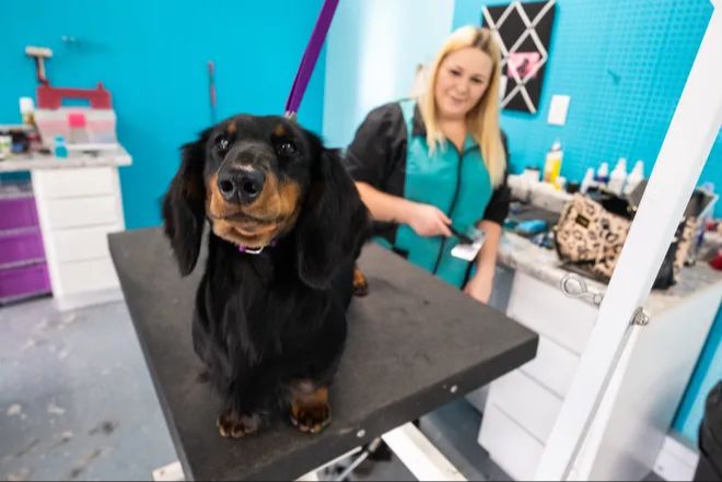 dog groomer owner working in her shop