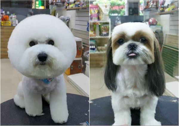 dog groomer styling a dog's fur