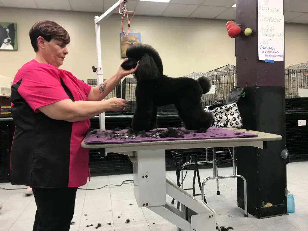 dog groomer taking certification exam