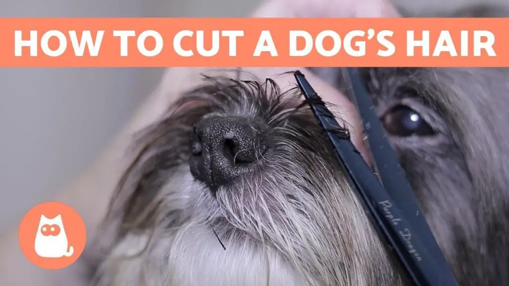 dog groomer trimming a dog's fur