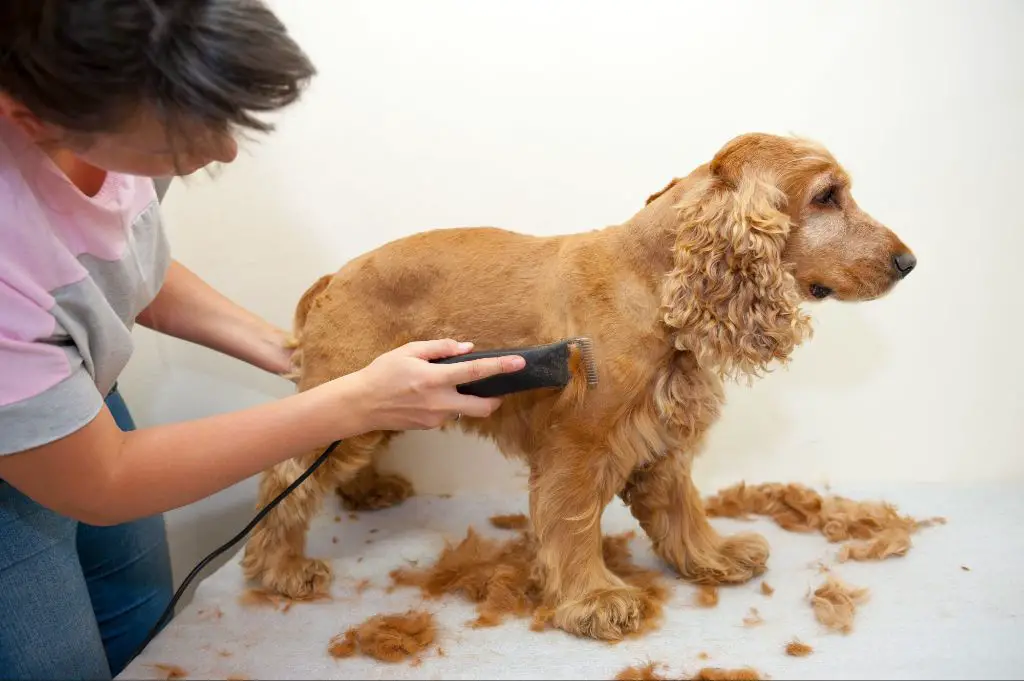 dog groomer using clippers to cut a dog's fur