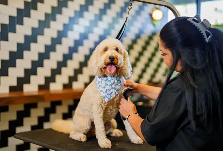 dog groomer working in rural area