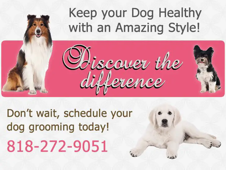 dog grooming services